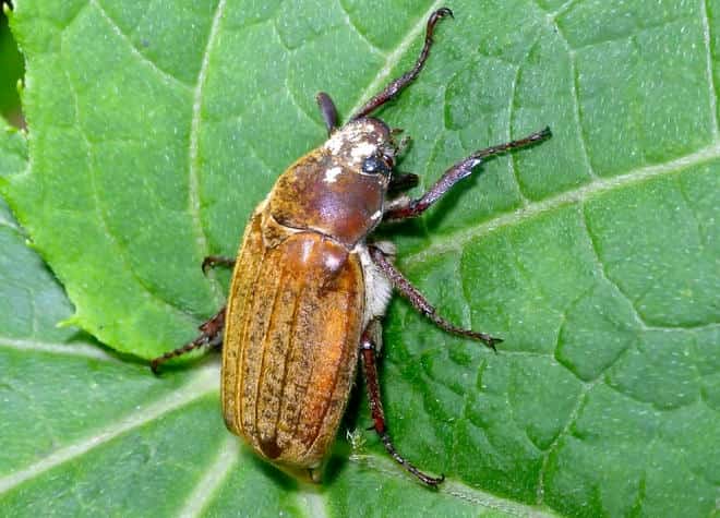 昆虫図鑑・コフキコガネ